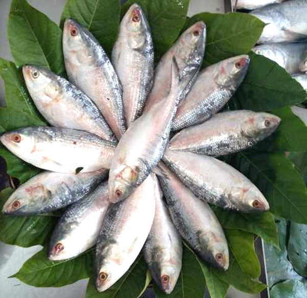 HILSHA 2/3- 10kg